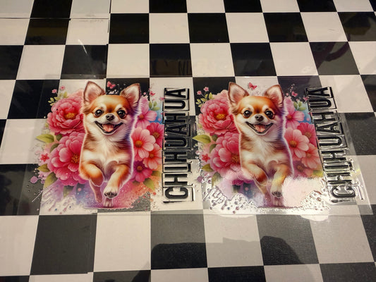 Chihuahua