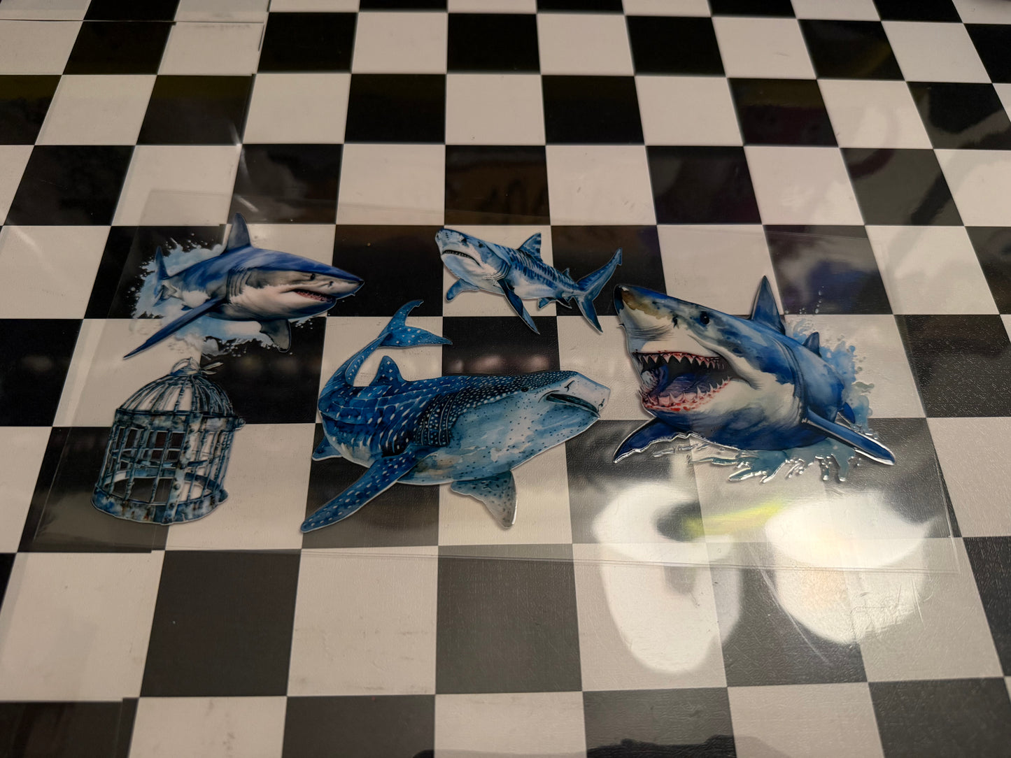 Shark